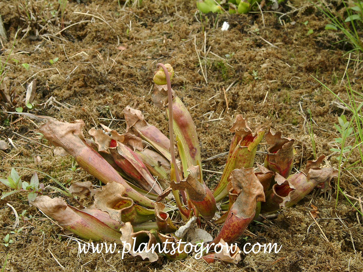 Purple Pitcher Plant (Sarracenia purpurea)
the pictures are almost horizontal as opposed to the more upright pitchers of other Sarracenia.